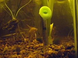 Newbie Tank