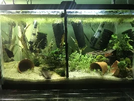 Share your bettas