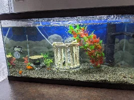 Timeline of a 58L tank over the past month