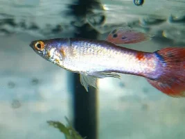pet shop guppy