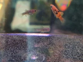 Finally upgrading my all plastic tank to all natural!