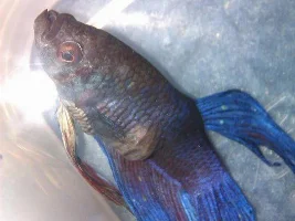 Seriously Ill Betta- Plz Help