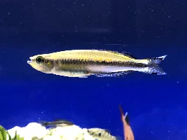 Help Identify the Killifish