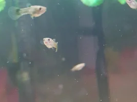Lots of fry!