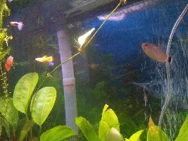 Help with my kleiner bar sword propagation?
