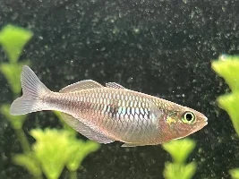 Sexing M.Boesmani Rainbowfish