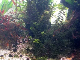 Stan's freshwater 240 gallon extravaganza. Trials and tribulations of a sunlit aquarium