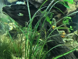 Plant help