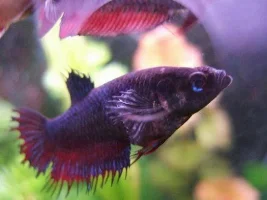 Members' Betta Showcase