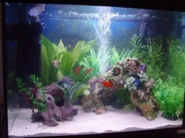 My Little 90litre Aquarium