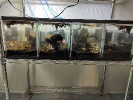 Slimmed Down Fish Room Journal