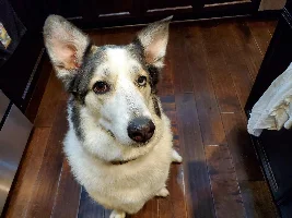 Vote Now - July 2022 Pet of the Month Contest