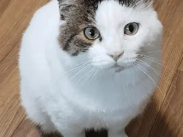 Show us your cat/s!
