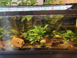 Black Water Tank Launch
