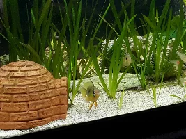 Balloon Bolivian Ram
