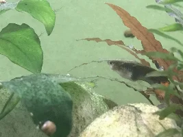 Guppy old…