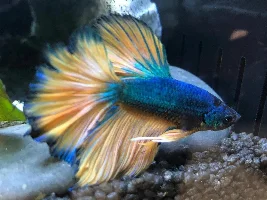 Say hello to the boys!