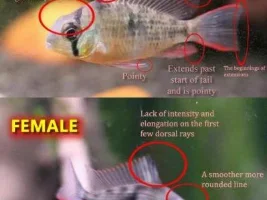 Bolivian Ram: Sexing and School Size