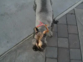 Pics Of My Dogs!