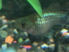 Does this platy look pregnant?
