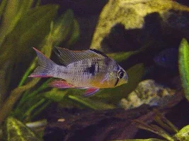 Fish Fraud!