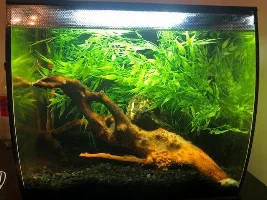 Fluval Flex 9 Gallon Aquarium with Fake Plants (Beginner) - Stocking Suggestions?