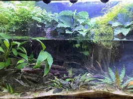 55g Himalayan Foothills Paludarium