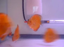 I got my Discus!
