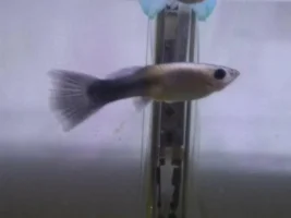 depressed guppy