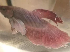 Betta still sick (Betta Mom)