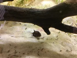 OliveFish05’s double tank journal and builds (20 gallon tropical community and 40 gallon axolotl tank)