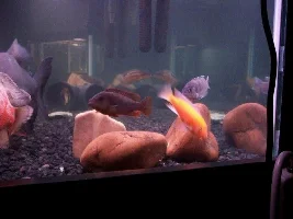 Some Cool Pics Of My Fishies!