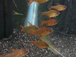 Tell/show us your favorite TETRA