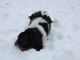 I just hurt my dog :-(