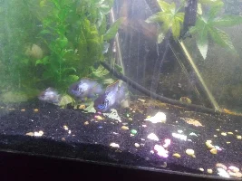 Guppy today
