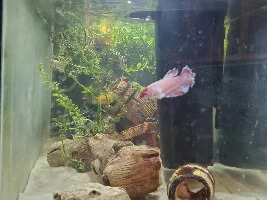 Butterfly Betta looking rough ?