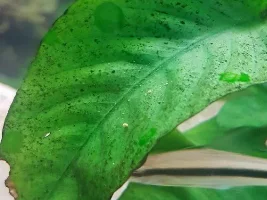What's up with plant?