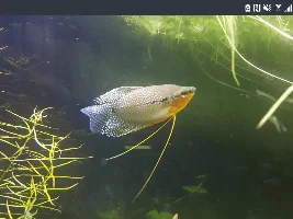 Would keeping only 2 males be an option?