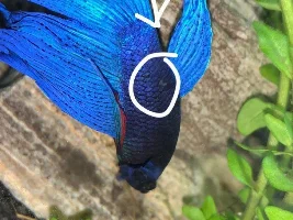 Betta has lifted scales