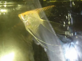 Help. Angelfish Breathing Hard And Bloated Stomach