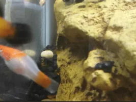Is my Swordtail pregnant?