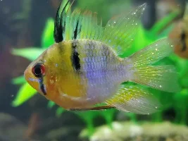 Help my fish are riddled with white spots!