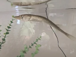 Bent Spine in Grass Pickerel