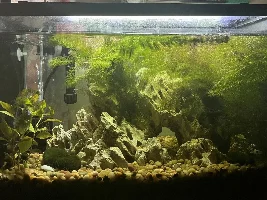 Showing off my tanks!