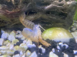 Crayfish molted