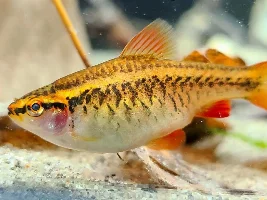 Photos of my barbs