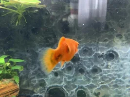 Growth on Platy?