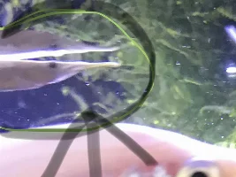 What the heck is the name of this fish?