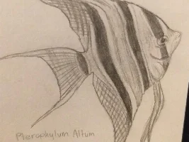 Juice’s Fish art