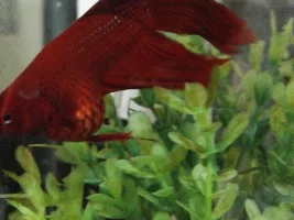 Betta with swollen belly